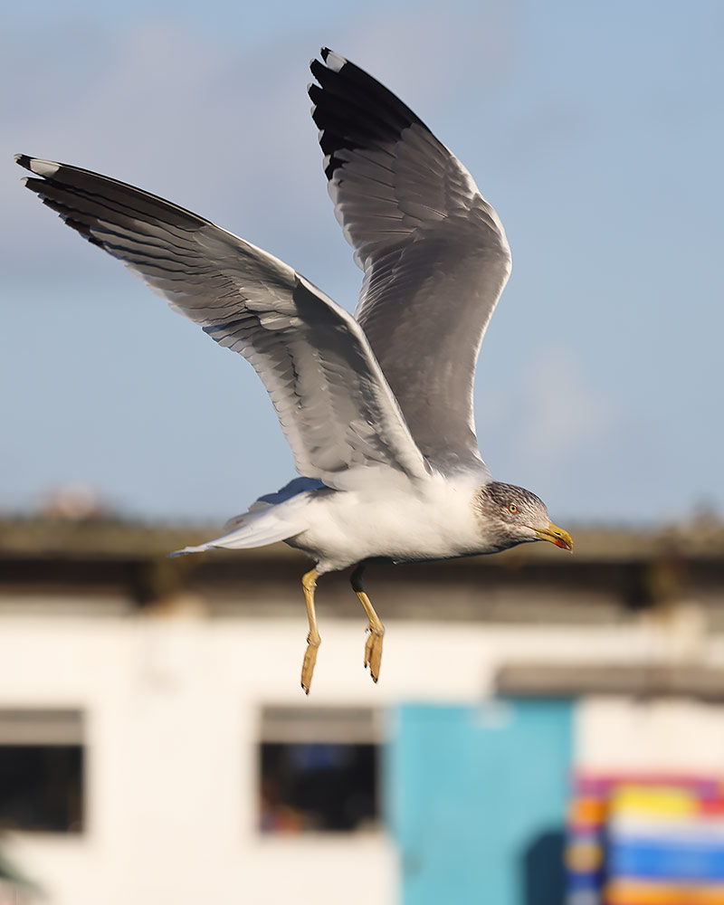 Azorean gull
